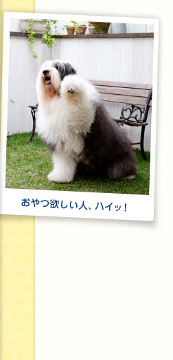 おやつ欲しい人、ハイッ！