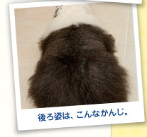 後ろ姿は、こんなかんじ。
