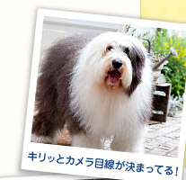キリッとカメラ目線が決まってる！