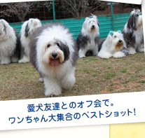 愛犬友達とのオフ会で。ワンちゃん大集合のベストショット!