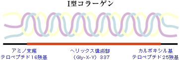 I型コラーゲン アミノ末端 テロペプチド16残基 へリックス構成部 (Gly-X-Y)337 カルボキシル基 テロペプチド25残基