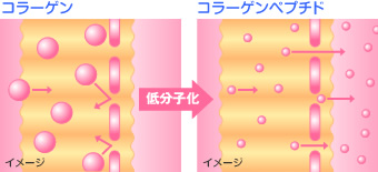 コラーゲンペプチド