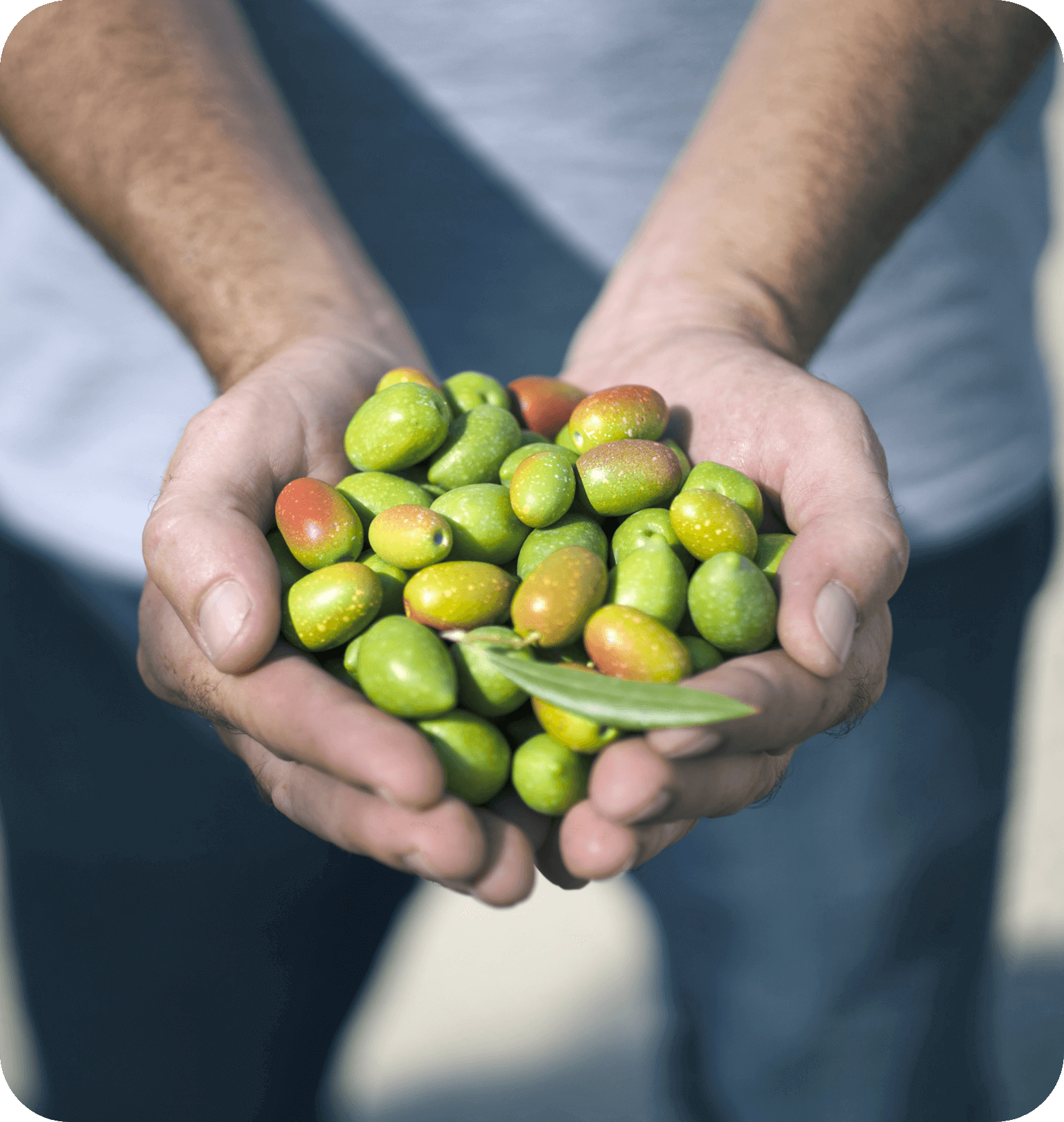 The first encounter with olive oil