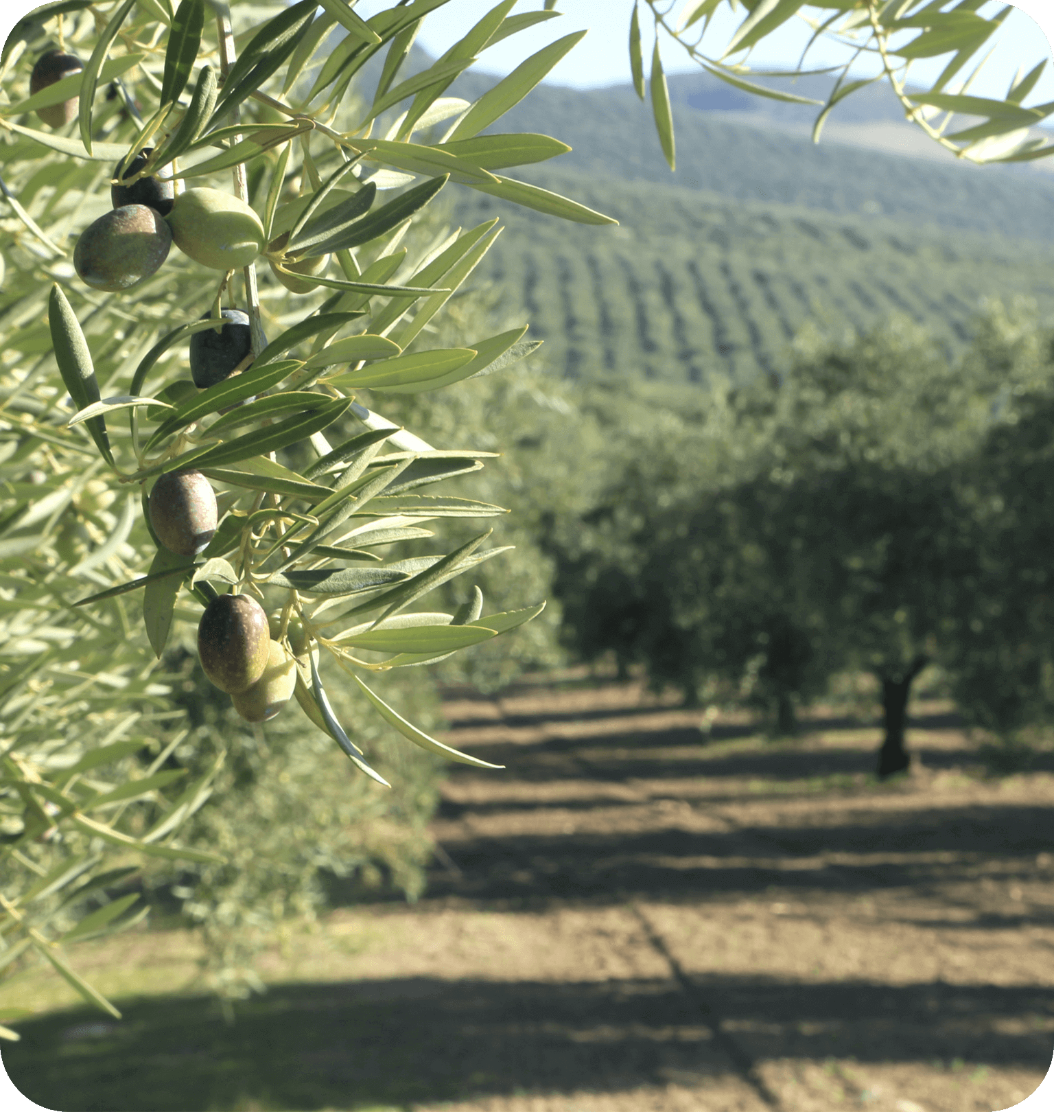 Discovering a master olive grower and a very rare oil