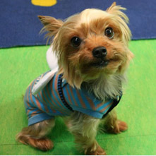 ショコラちゃん