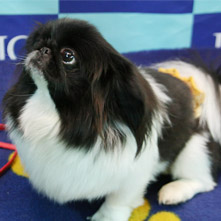 胡麻の未ちゃん