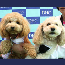 シーザー　ジュリアンちゃん