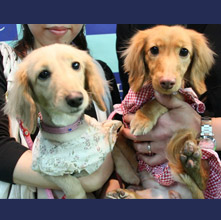 ヒナ　ルナちゃん