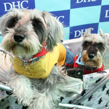 パティ　ミニィちゃん