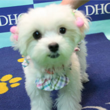 マルベンシャナーちゃん