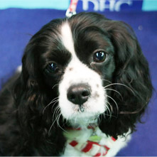 ティンクちゃん