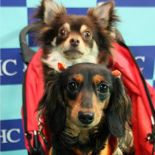 チョコ　リンちゃん