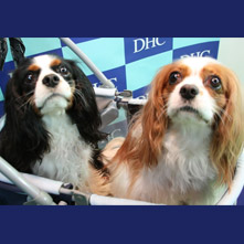 ひな　ゆいちゃん