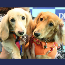 チロ　ティアラちゃん