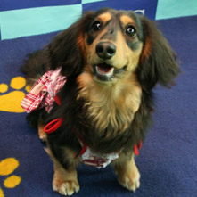 ノビたんちゃん