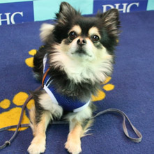 ケンシロウちゃん