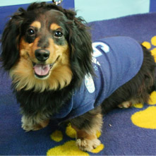 ミッキーちゃん