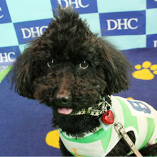 ジョニーギレスピーちゃん