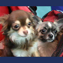 金時　ぷりんちゃん