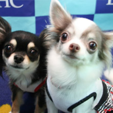 ミルク　モカちゃん