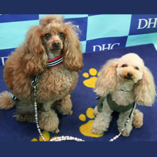 チップ　理音ちゃん