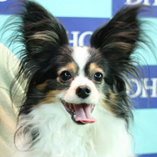 ジョニーデップちゃん