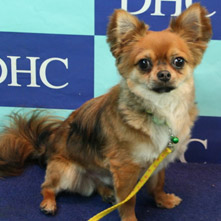 はっぴぃちゃん