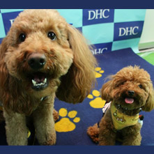 コロン　ブラウニーちゃん