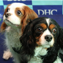 ミッキー　リキちゃん