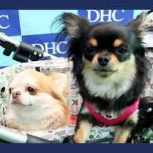 ちび太　みゅうちゃん