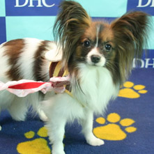 クッキーちゃん