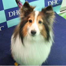 コロスケちゃん