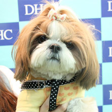 ティアラちゃん