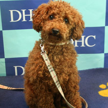 しょこらちゃん