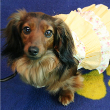 マカロンちゃん