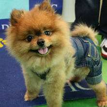 コジローちゃん