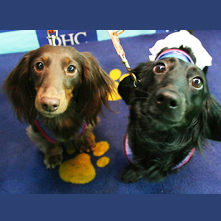 ピエール　まめちゃん