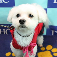 チュチュちゃん