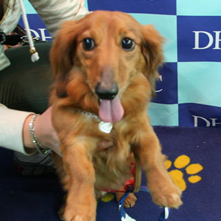 ショコラちゃん