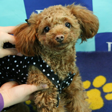 ゆっきーちゃん