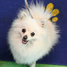 クリームちゃん