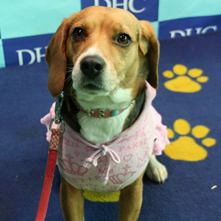 ティアラちゃん