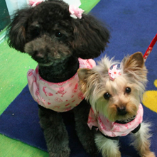 メロン　モモちゃん