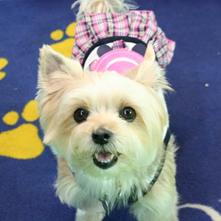 チェリーちゃん