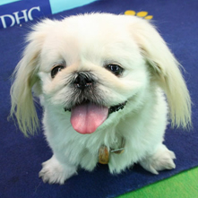 でゅらんだるちゃん