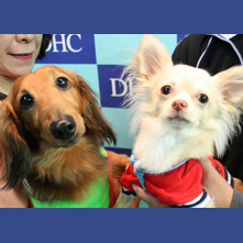 クッキー　チロルちゃん