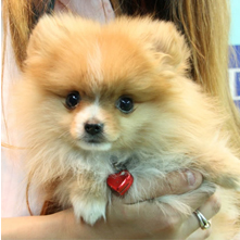 シロップちゃん