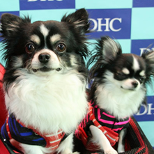 結菜　やまとちゃん