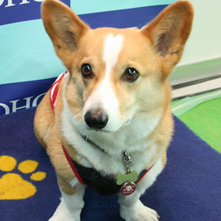 ももたろうちゃん