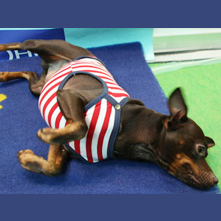 シーザーちゃん